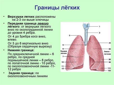 Вводное определение легких белков