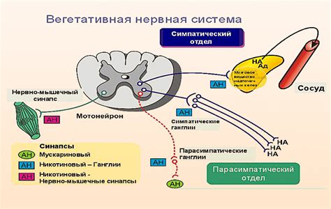 Вегетативная неустойчивость: причины и симптомы