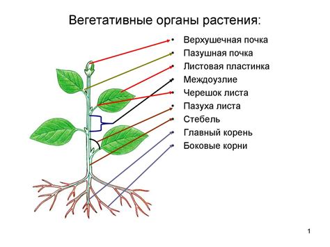 Вегетативный орган растения: основные понятия и функции