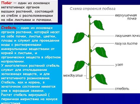 Вегетативный побег: его сущность и структура