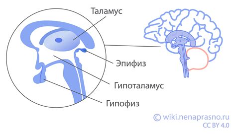 Вентрикулы головного мозга