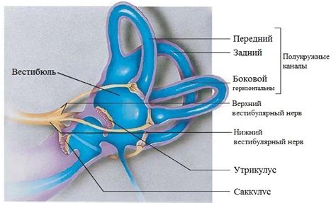 Вестибулярный аппарат