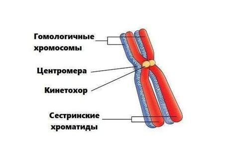 Взаимодействие гомологичных хромосом в рекомбинации