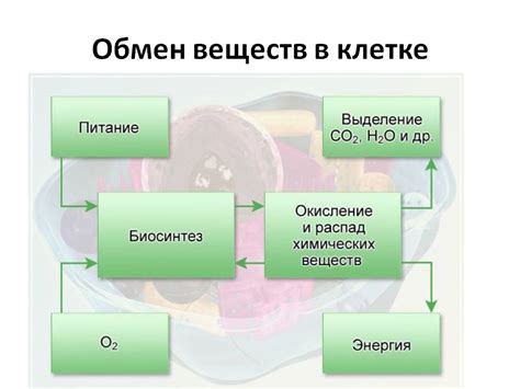 Взаимодействие и обмен веществ