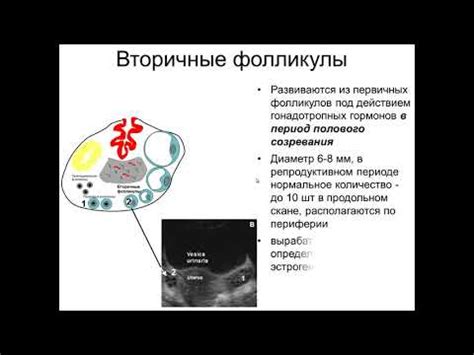 Взаимодействие клеток плоского эпителия при обмене веществ