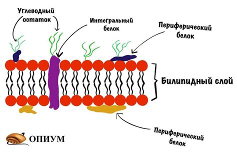 Взаимодействие клеточной мембраны с окружающей средой