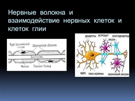 Взаимодействие нервных клеток и электричества