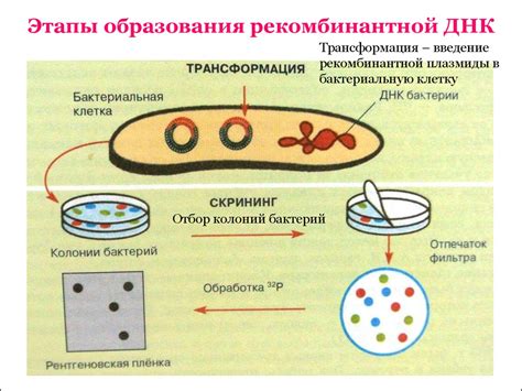 Взаимодействие нуклеокапсидного белка с генетическим материалом