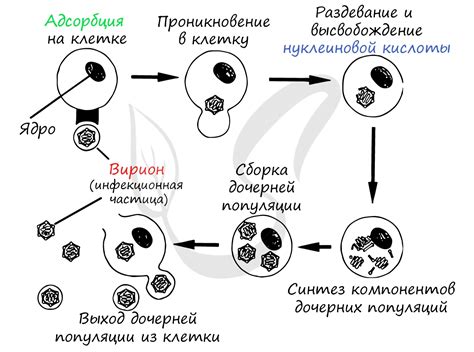 Взаимодействие нуклеокапсидного белка с генетическим материалом вируса