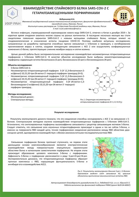 Взаимодействие спайкового белка с клетками организма