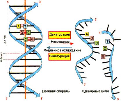 Взаимодействие с ДНК