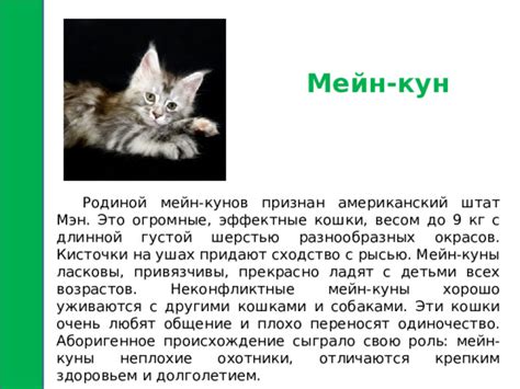 Взаимодействие с другими кошками: роль трения мордой в социальной адаптации