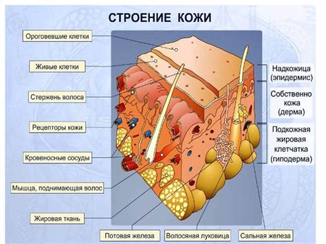 Взаимодействие с кожей и потом