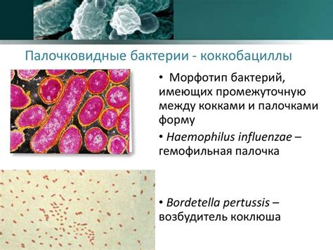 Взаимодействие флоры палочки коккобациллы с организмом