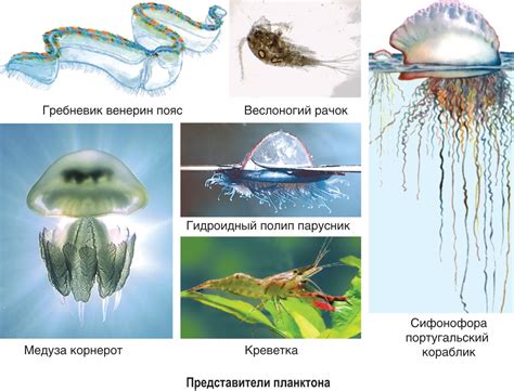 Взаимоотношение водных растений и животных