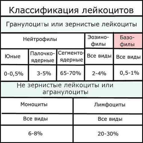 Взаимосвязь базофилов с другими типами лейкоцитов