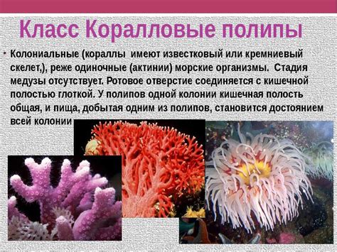 Взаимосвязь коралловых полипов и рифовых экосистем