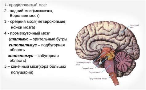 Взаимосвязь между каротидными синусами и сосудами головного мозга