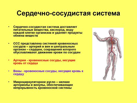 Взаимосвязь между повышенным содержанием мочевины и сердечно-сосудистой системой