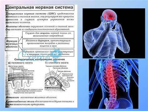 Взаимосвязь между простудой и нервной системой