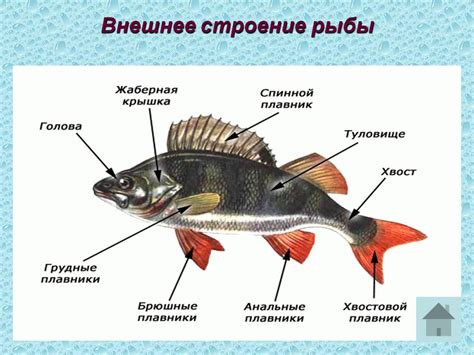 Взаимосвязь между сновидением о множестве рыбы и состоянием беременности