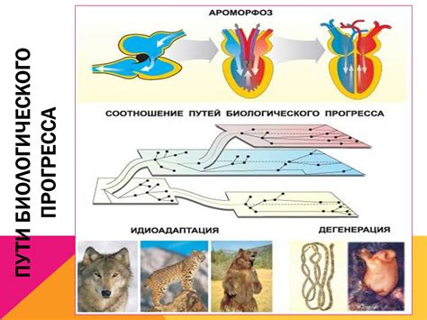 Взаимосвязь между сновидениями и эволюцией личности