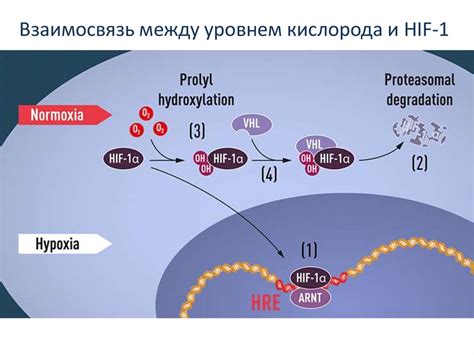 Взаимосвязь недостатка кислорода и мышц