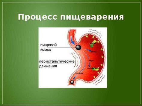 Взаимосвязь обмена веществ и пищеварения