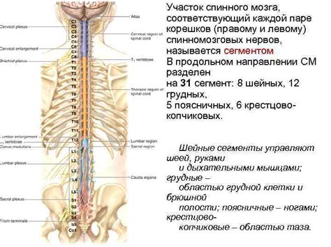 Взаимосвязь спинного мозга с остальными системами организма