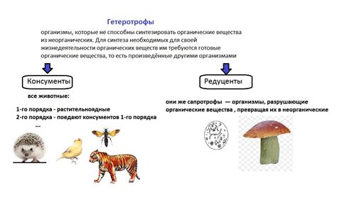 Взаимосвязь с экосистемой