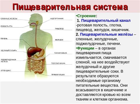 Взаимосвязь щитовидной железы и пищеварительной системы