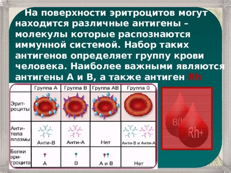 Взаимосвязь эритроцитов с иммунной системой