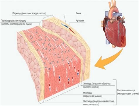 Взрослый миокард и его функционирование