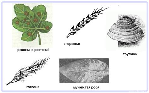 Видимые паразиты и их размножение