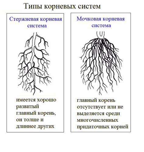 Видовая принадлежность растений и ее определение