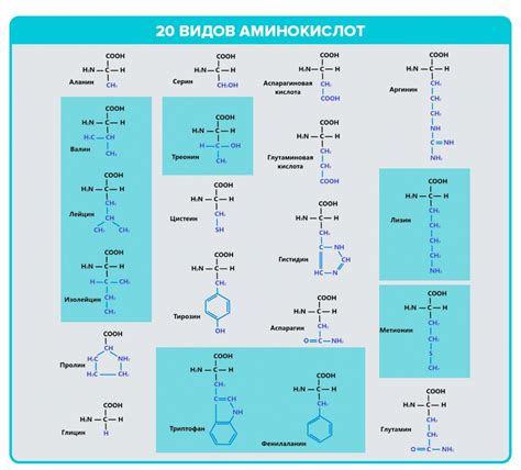 Виды аминокислот