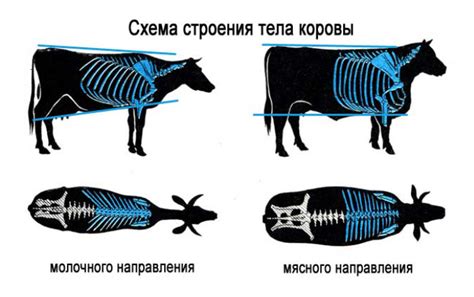 Виды вьючного скота