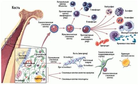 Виды клеток в костном мозге: общая информация