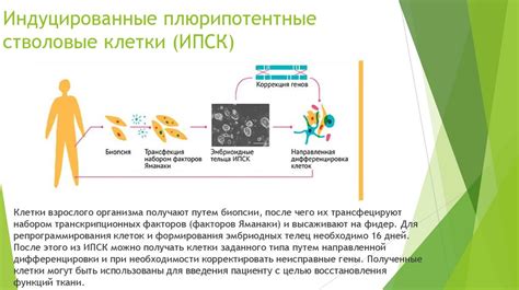 Виды клеточных культур и их применение