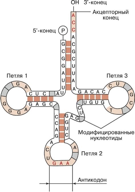 Виды коагуляции белка