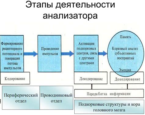 Виды кодирования человека