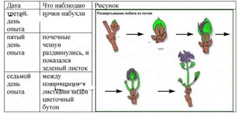 Виды листопадных растений