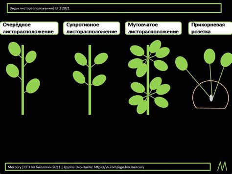Виды листорасположения в растениях