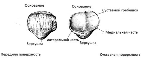 Виды надколенников