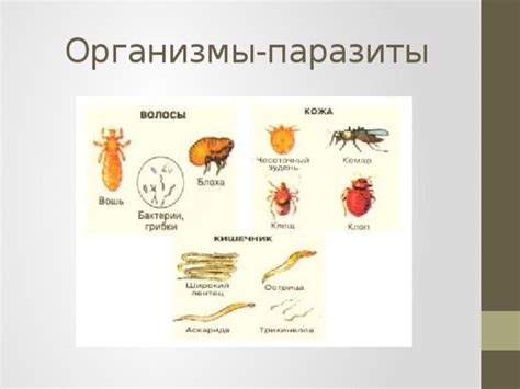 Виды обителей