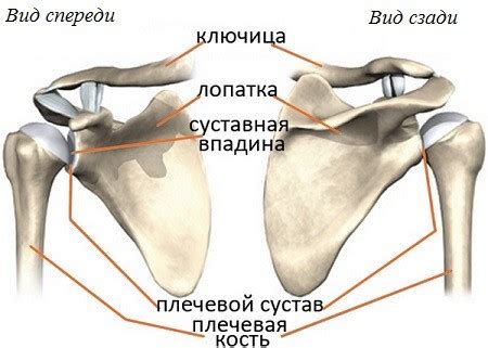 Виды плеча и их особенности