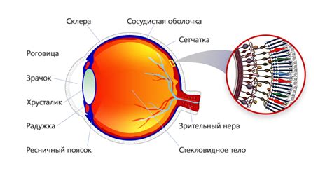 Виды разрежения сетчатки