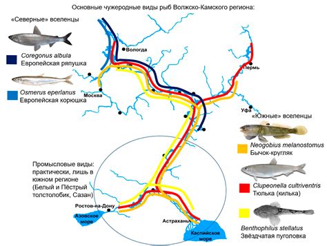 Виды рыб в Волжско-Каспийском рыбохозяйственном бассейне