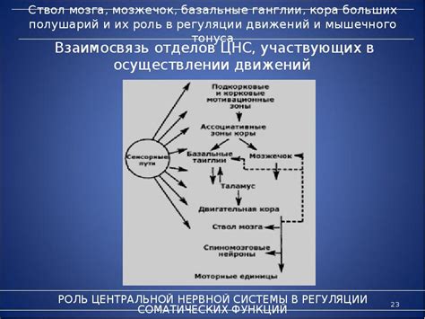 Виды тонуса