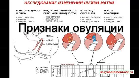 Виды узи признаков овуляции и их особенности.